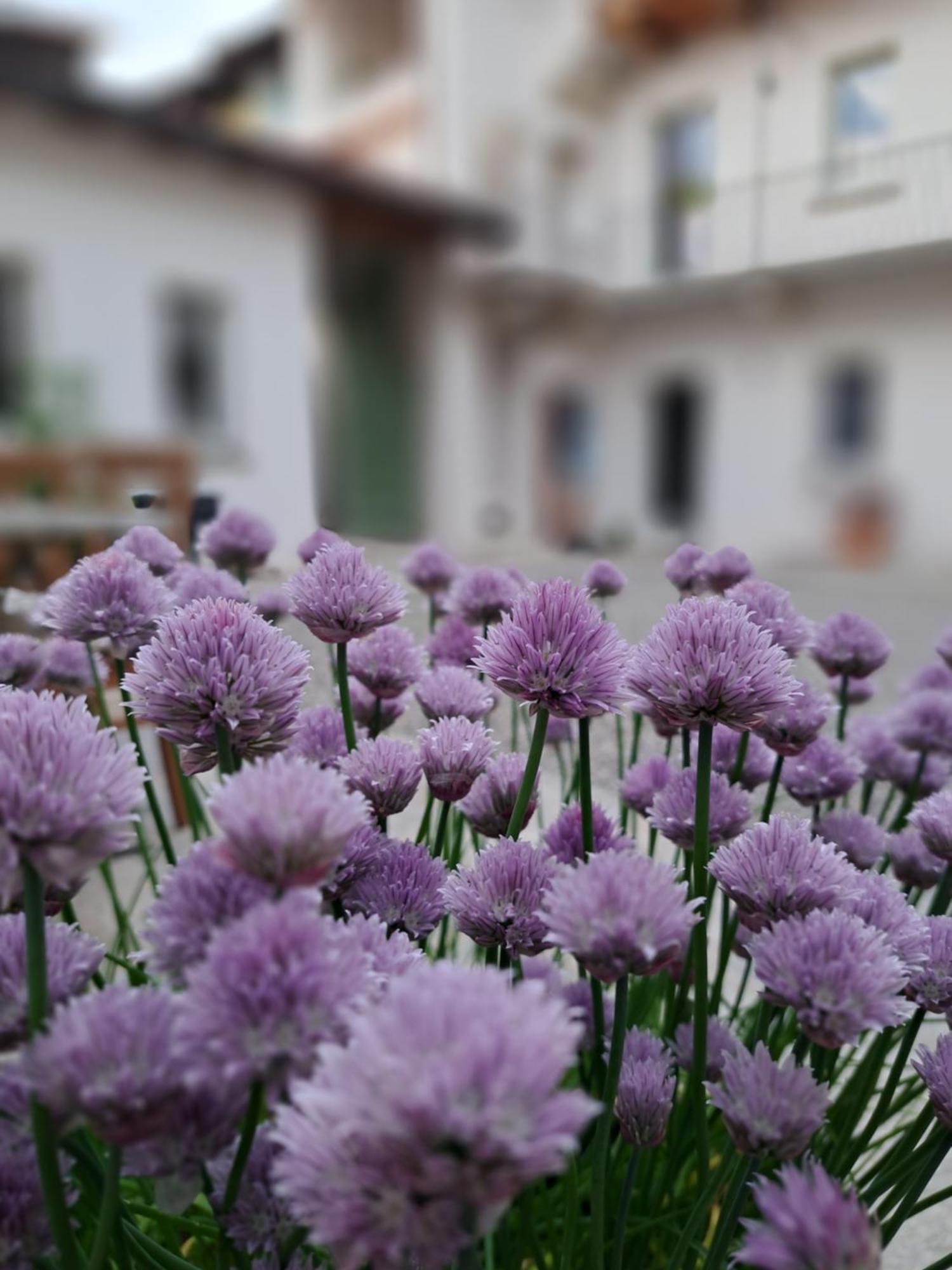 B&B Il Cortile Soriso Bagian luar foto